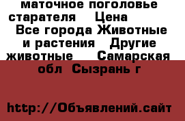 маточное поголовье старателя  › Цена ­ 2 300 - Все города Животные и растения » Другие животные   . Самарская обл.,Сызрань г.